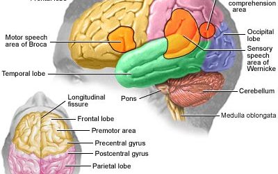 This is Your Brain on a Hot Streak