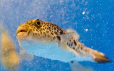 How to Prepare a Fugu Fish