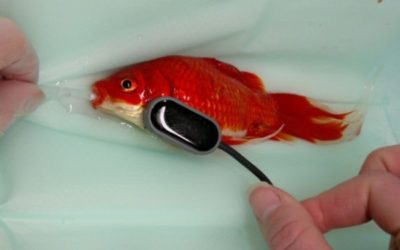 Surgery Cures Constipated Goldfish